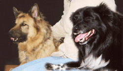 Dog Stories from Healing the Heart... - Healing the Heart