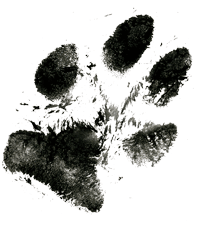How Can I Ever Get Another Dog? - Healing the Heart