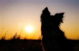 Paid leave for the loss of a pet... - Healing the Heart